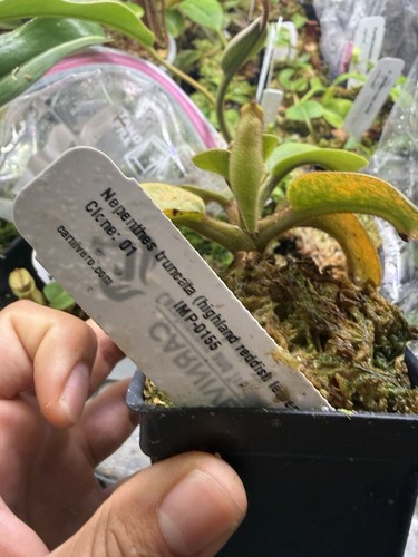 Nepenthes truncata highland - (,